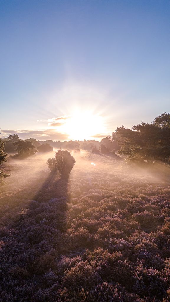 Misty morning sunrise over a scenic field with heather and trees, offering a tranquil landscape view.